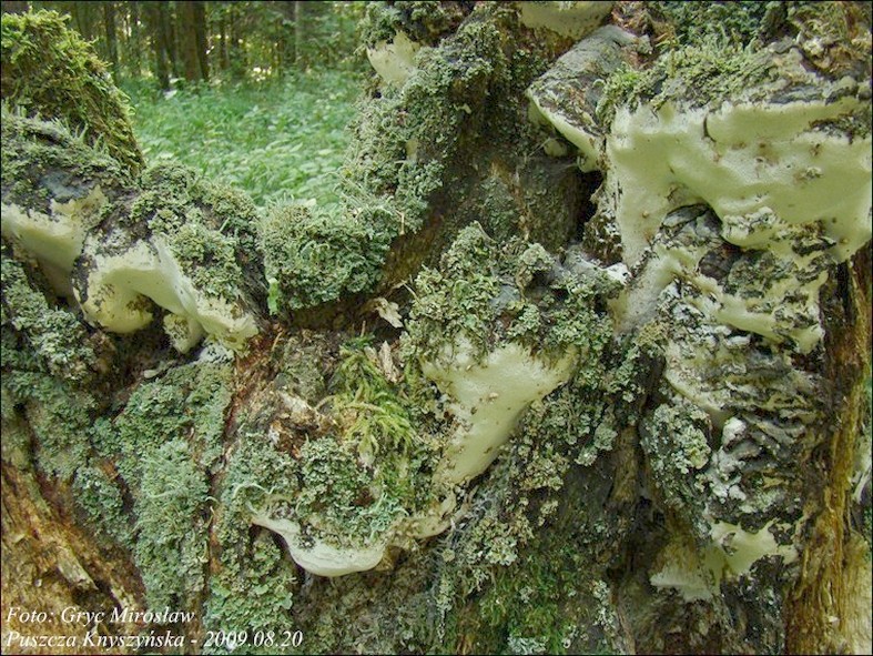 panis - zdjęcie główne