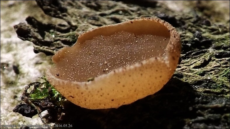 kustrzebka drobnotrzonowa - zdjęcie główne