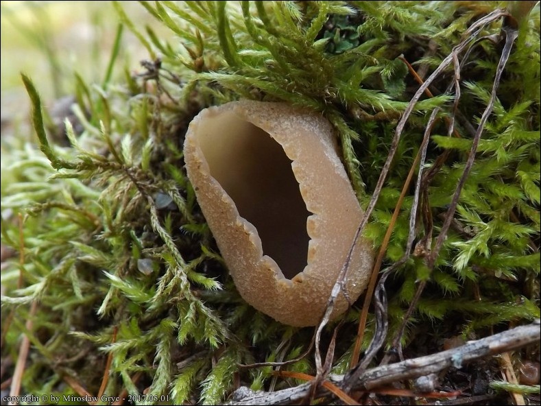 kustrzebka wygięta - zdjęcie główne