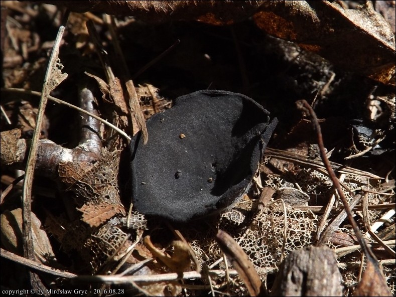 kustrzebka czarnofioletowa - zdjęcie główne