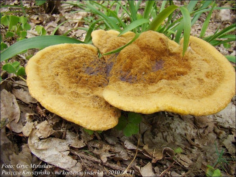 murszak rdzawy - zdjęcie główne