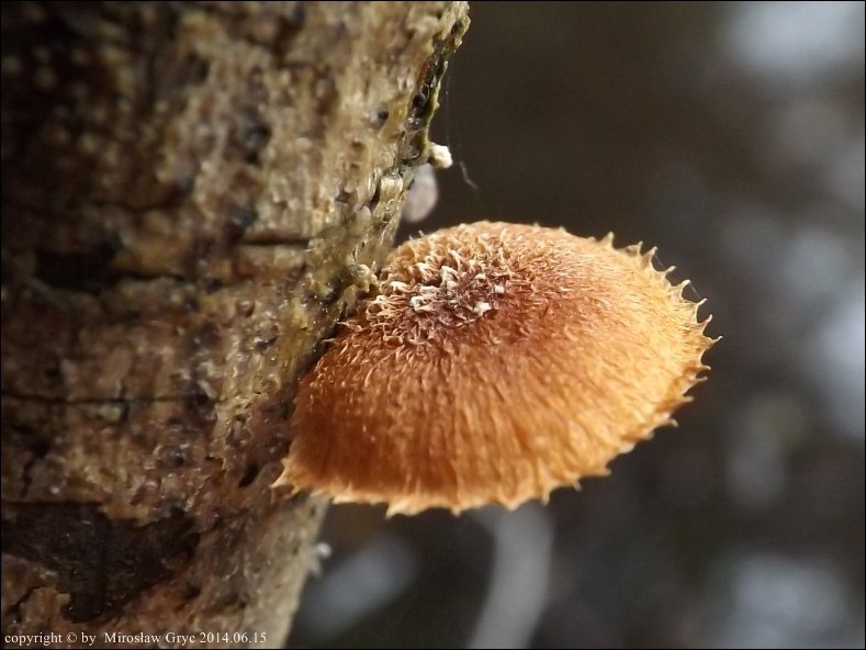 ciemnotwardnik okazały - zdjęcie główne