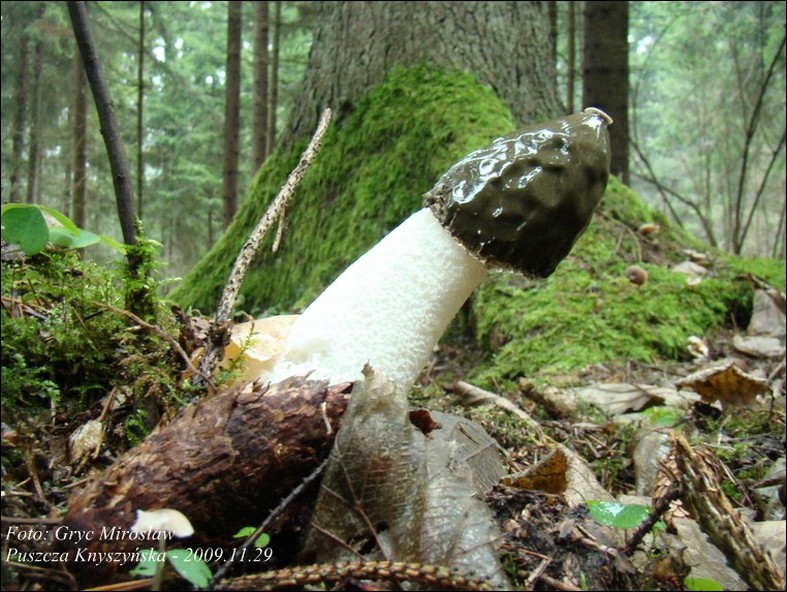 sromotnik bezwstydny - zdjęcie główne