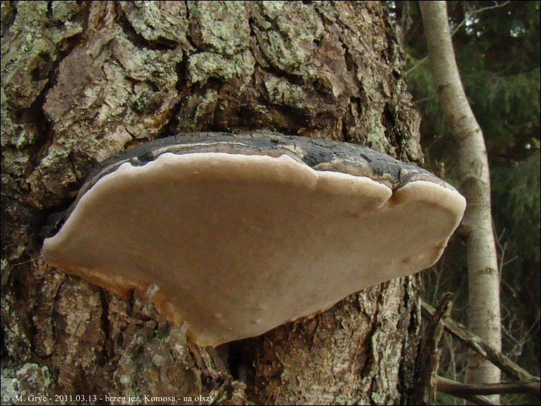 czyreń jabłoniowo - zdjęcie główne