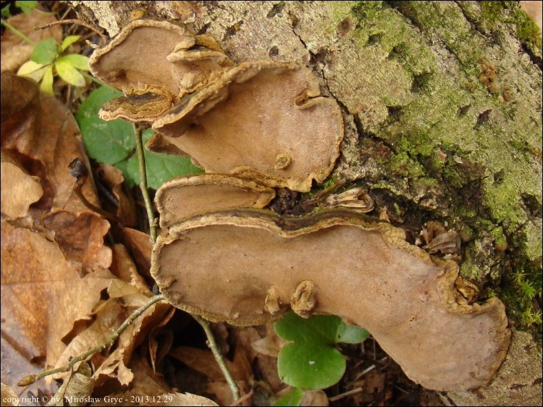 czyreń muszlowy - zdjęcie główne