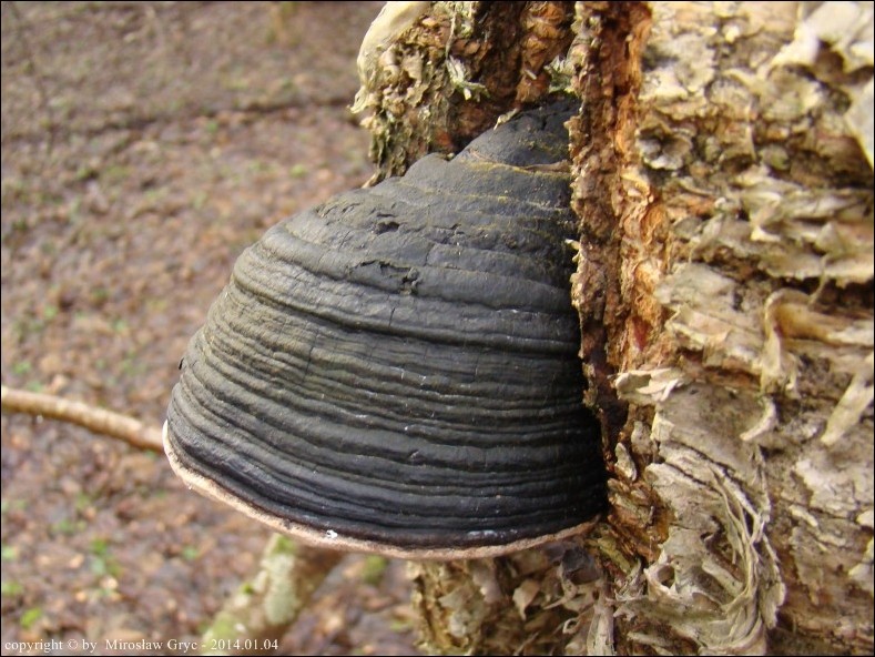 czyreń bukowy - zdjęcie główne