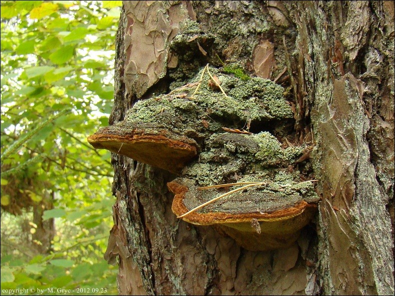czyreń sosnowy - zdjęcie główne