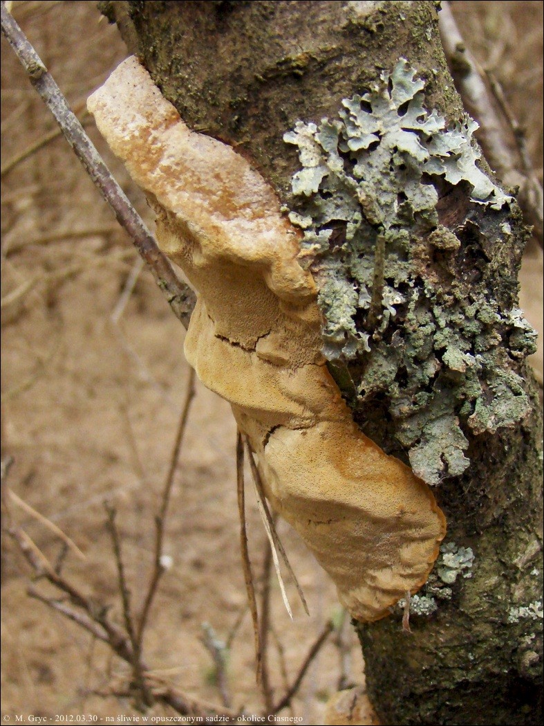 czyreń śliwowy - zdjęcie główne