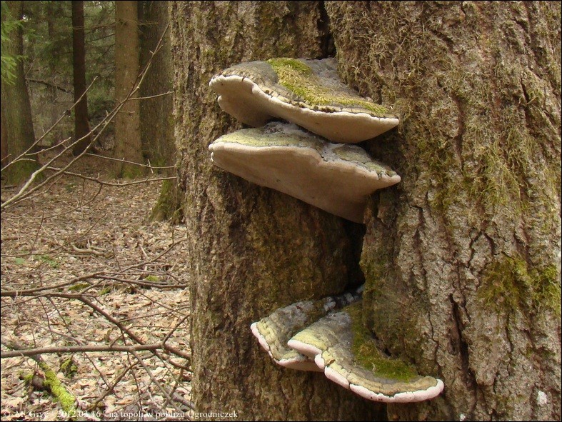 czyreń topolowy - zdjęcie główne
