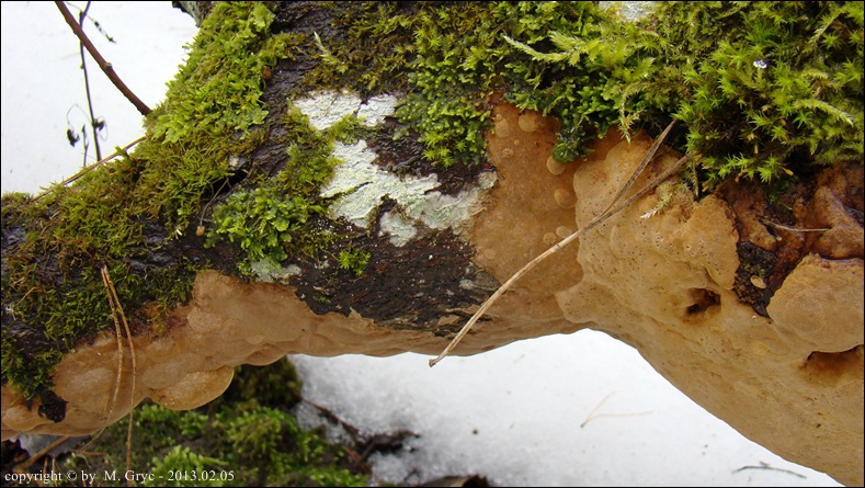 czyreń rozpostarty - zdjęcie główne