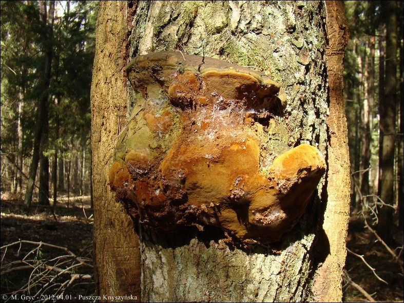 czyreń dębowy - zdjęcie główne