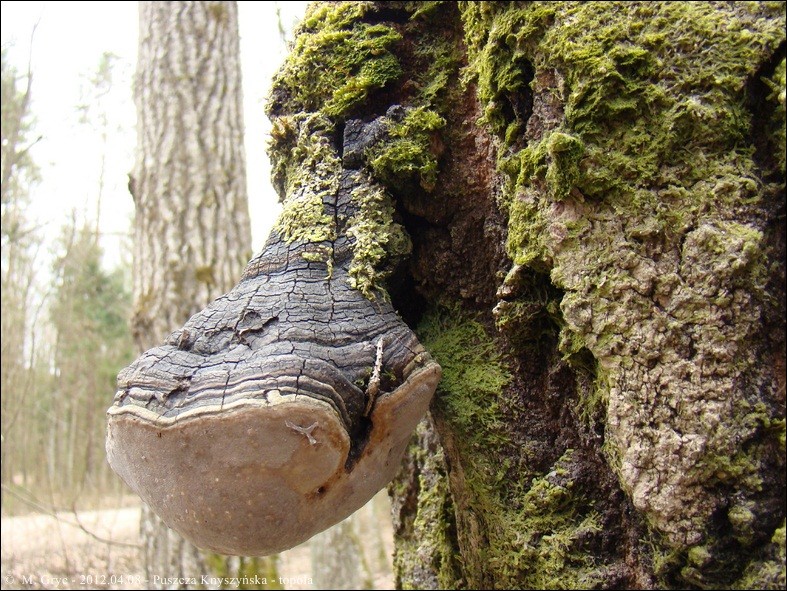 czyreń osikowy - zdjęcie główne