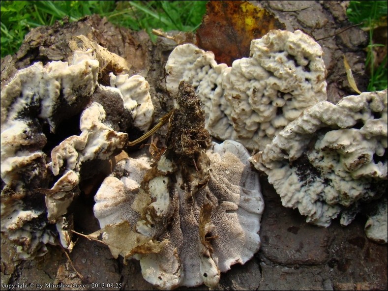 korkoząb pozrastany - zdjęcie główne