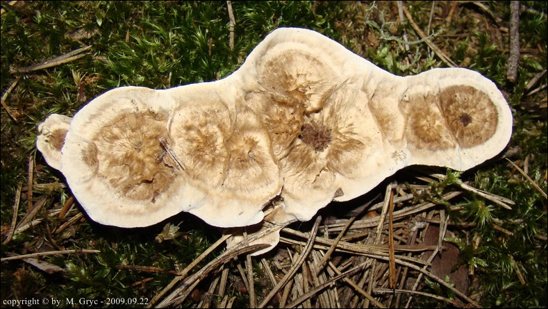 korkoząb kieliszkowaty - zdjęcie główne