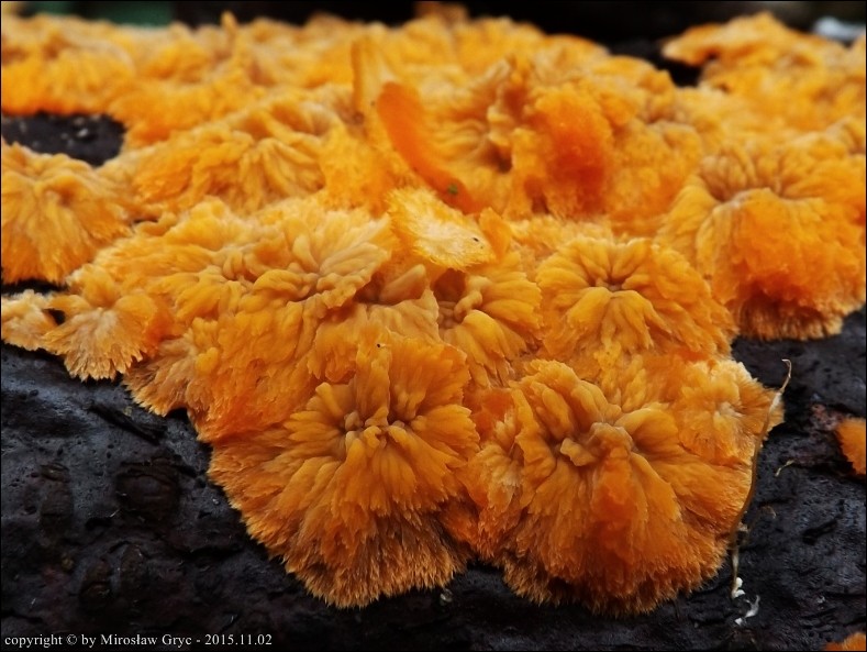 żylak promienisty - zdjęcie główne