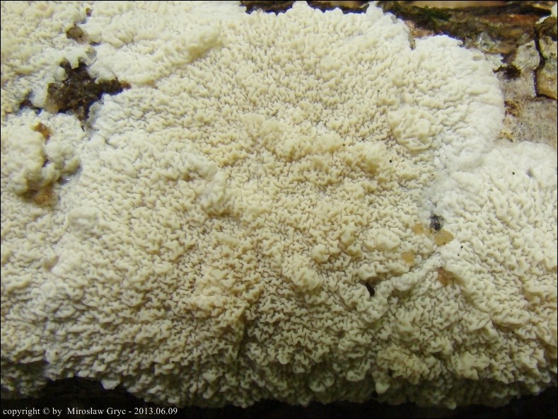 żylak czerwonawy - zdjęcie główne