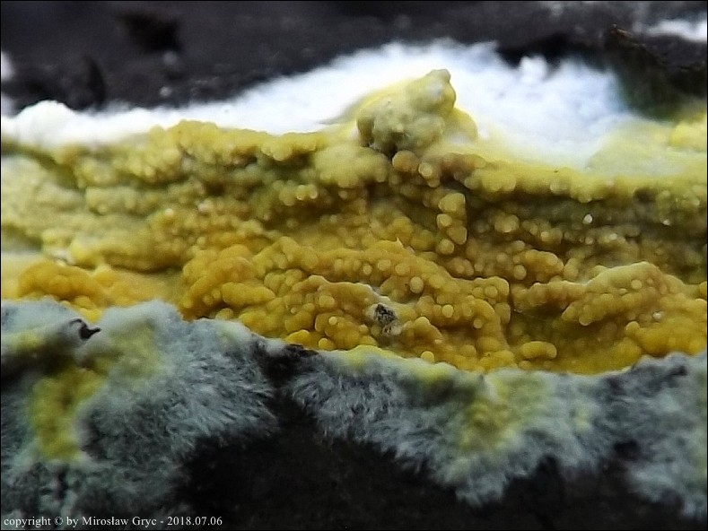 żylak czerwonobrązowy - zdjęcie główne