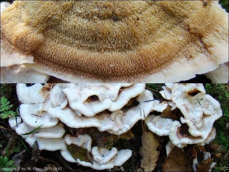 żylak trzęsakowaty - zdjęcie główne