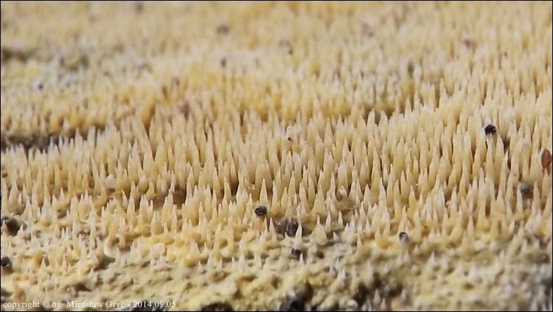 żylak kolczasty - zdjęcie główne