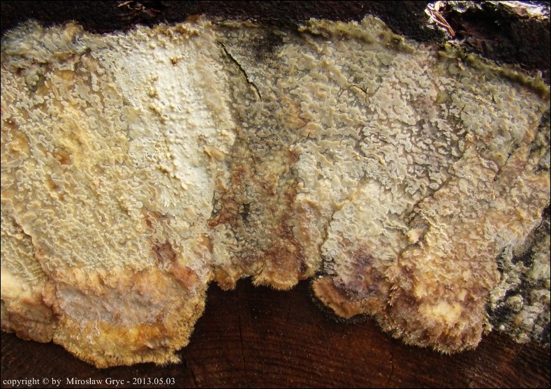 żylica olbrzymia - zdjęcie główne