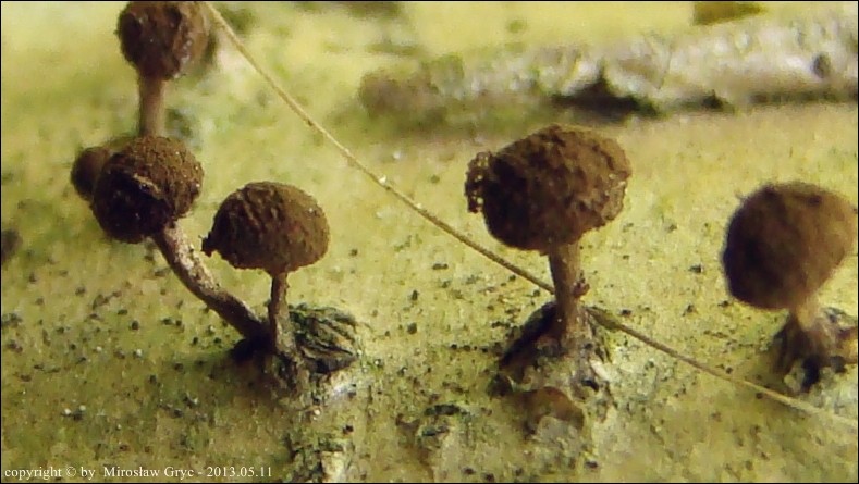 suchogłówka korowa - zdjęcie główne