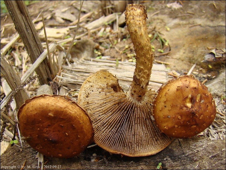 łuskwiak karbowany - zdjęcie główne