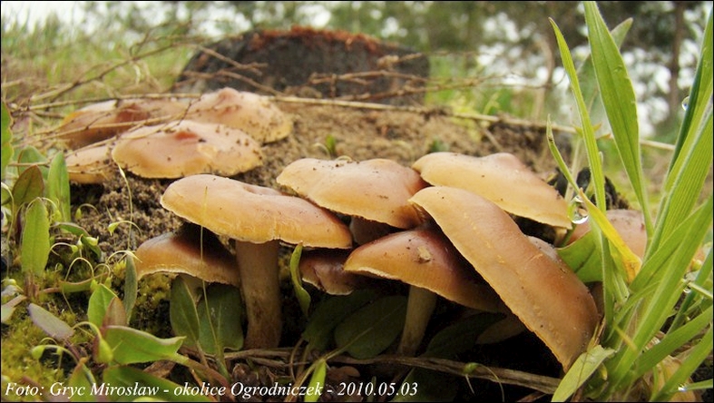 łuskwiak wypaleniskowy - zdjęcie główne