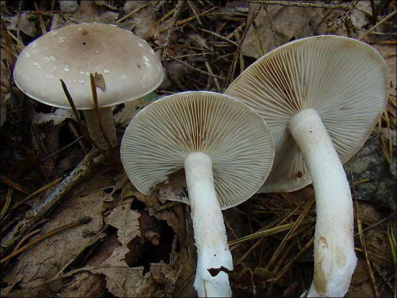 łuskwiak śluzowaty - zdjęcie główne