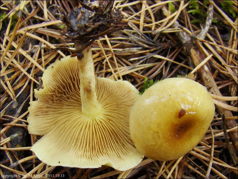 łuskwiak dwubarwny - zdjęcie główne