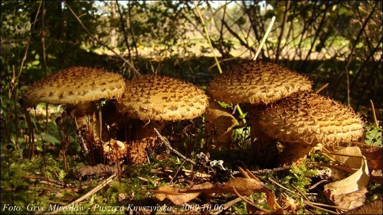 łuskwiak nastroszony - zdjęcie główne