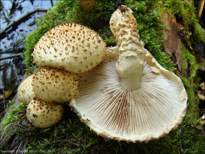 łuskwiak rdzawołuskowy - zdjęcie główne