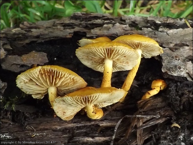 łuskwiak gruzełkowany - zdjęcie główne