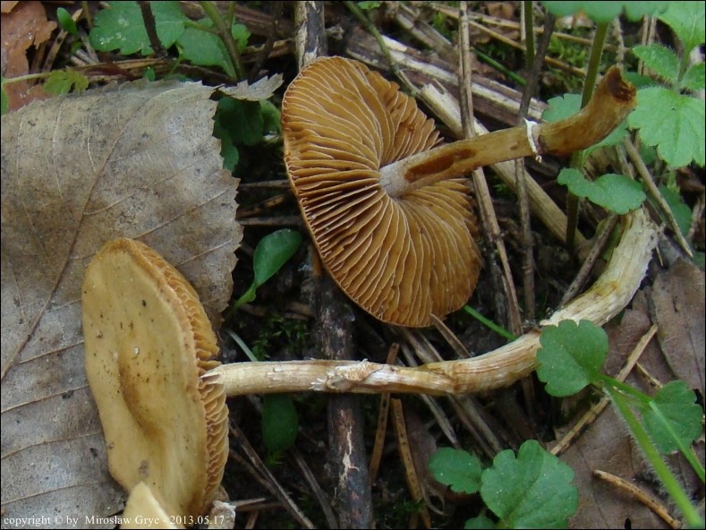 stożkówka wiosenna - zdjęcie główne