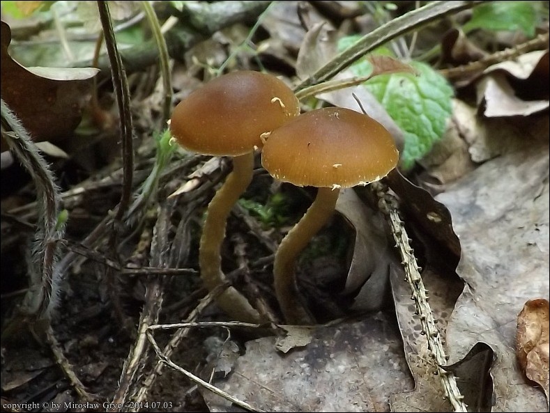 stożkówka brązowawa - zdjęcie główne