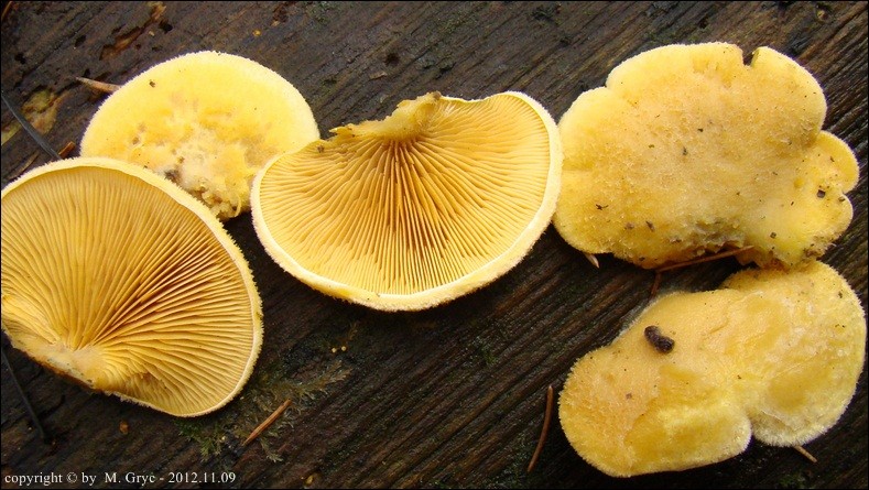 boczniaczek pomarańczowożółty - zdjęcie główne