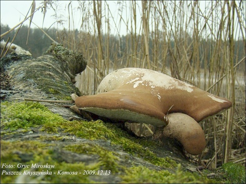 białoporek brzozowy - zdjęcie główne
