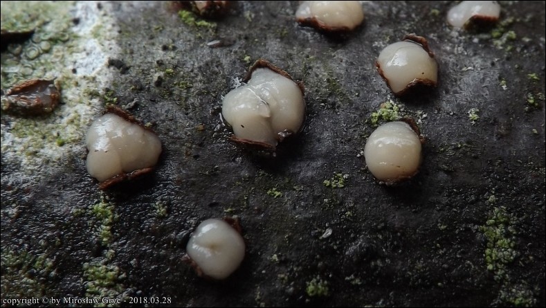 płaskolepek poduszeczkowaty - zdjęcie główne