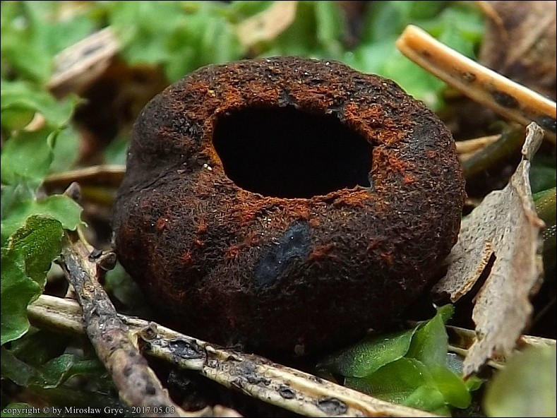 kustrzebeczka czarna - zdjęcie główne