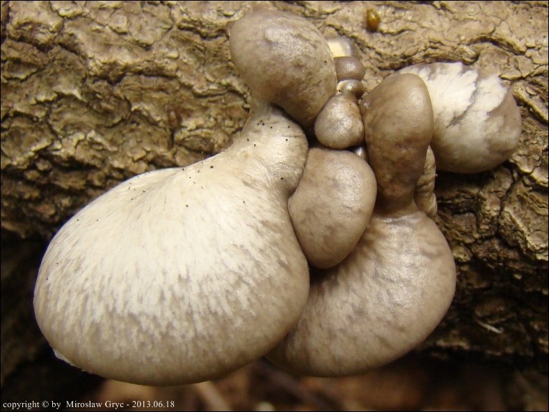 boczniak topolowy - zdjęcie główne