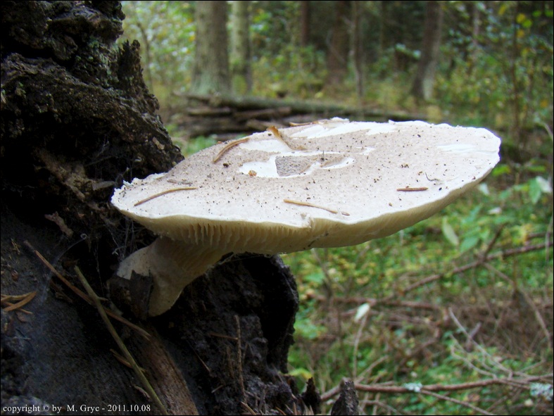 boczniak białożółty - zdjęcie główne