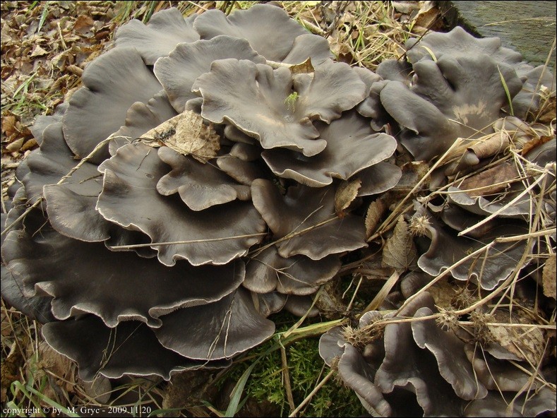 boczniak ostrygowaty - zdjęcie główne