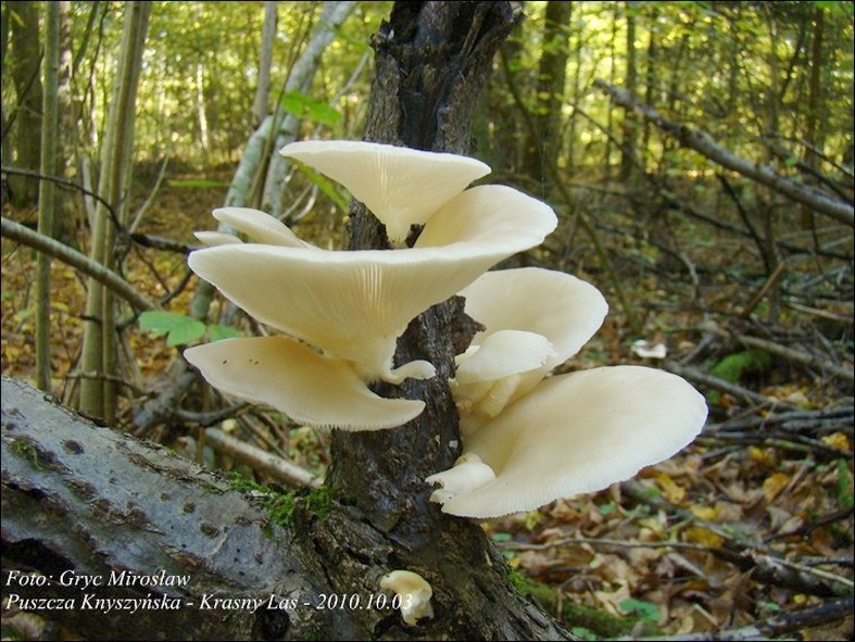 boczniak łyżkowaty - zdjęcie główne