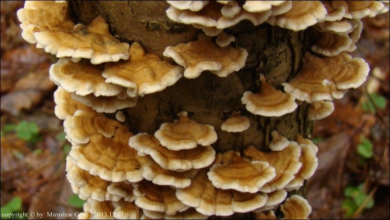 fałdówka kędzierzawa - zdjęcie główne