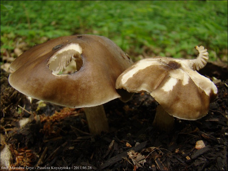 drobnołuszczak jeleni - zdjęcie główne