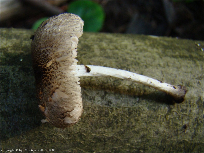 drobnołuszczak szorstki - zdjęcie główne