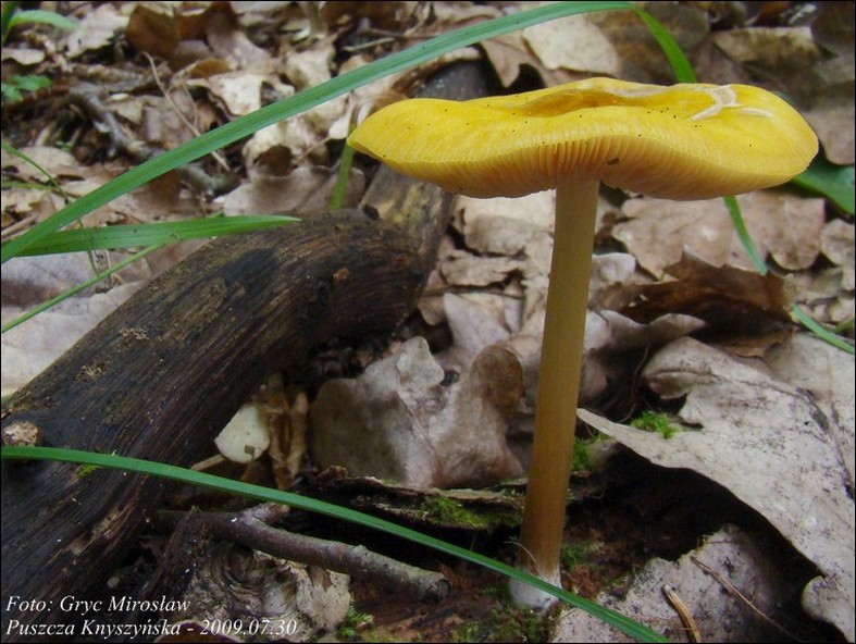 drobnołuszczak żółtawy - zdjęcie główne