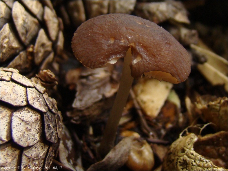 drobnołuszczak brązowoostrzowy - zdjęcie główne