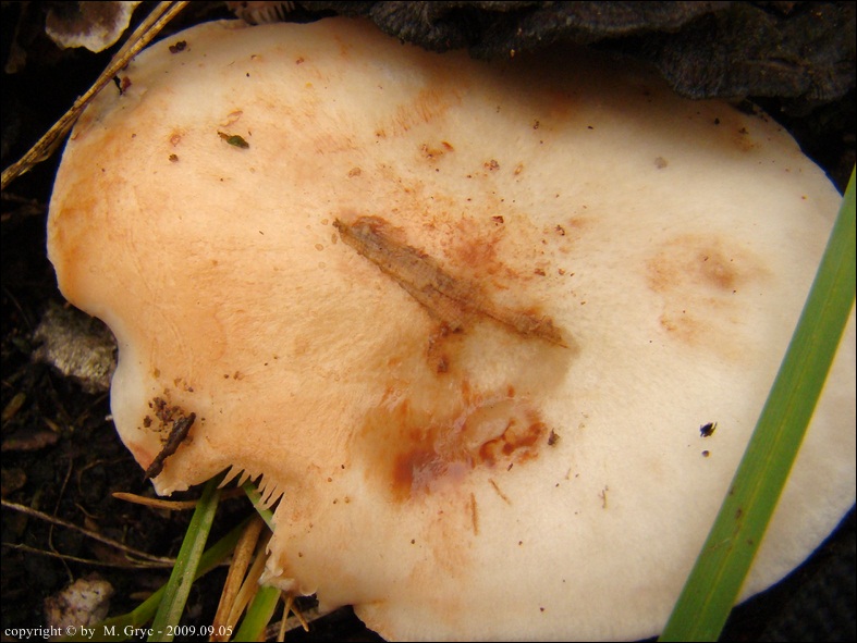 drobnołuszczak białokremowy - zdjęcie główne