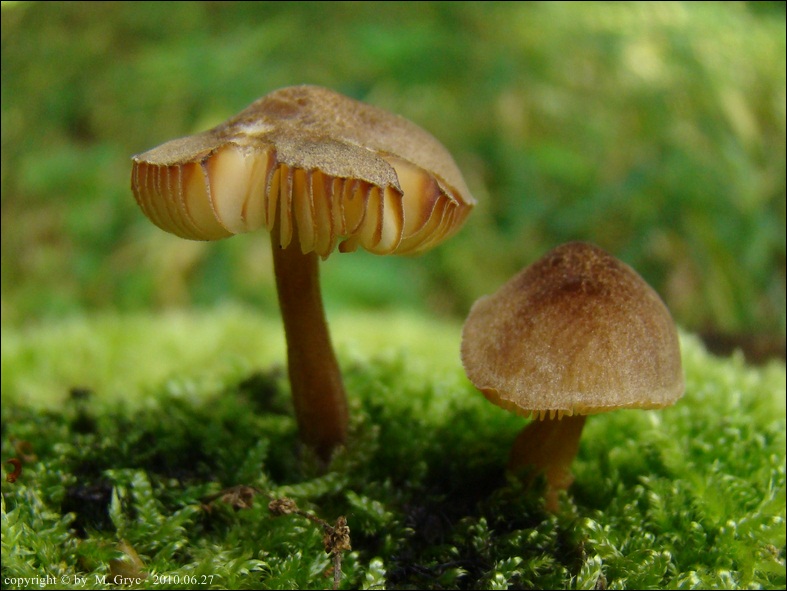 drobnołuszczak fioletowoczarniawy - zdjęcie główne