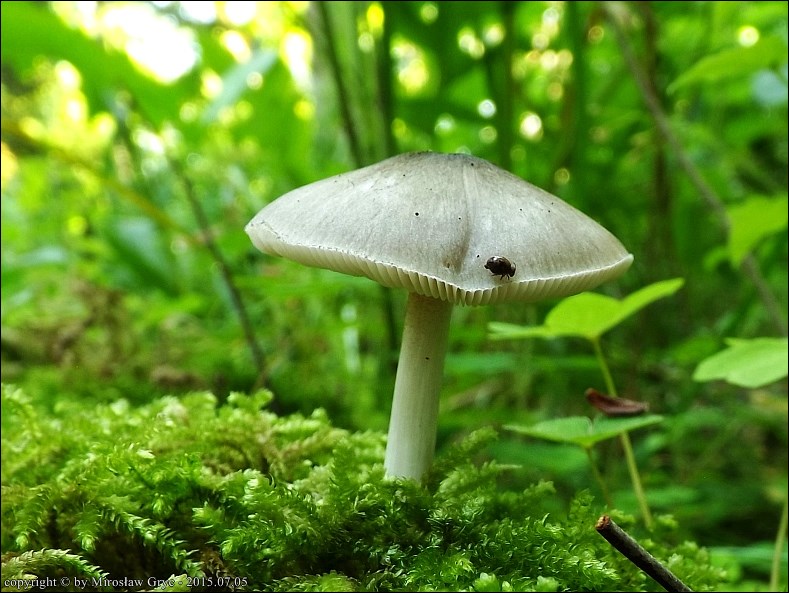 drobnołuszczak zielonawoszary - zdjęcie główne